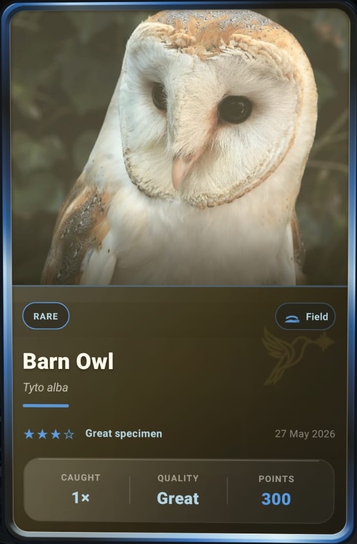 Barn Owl card