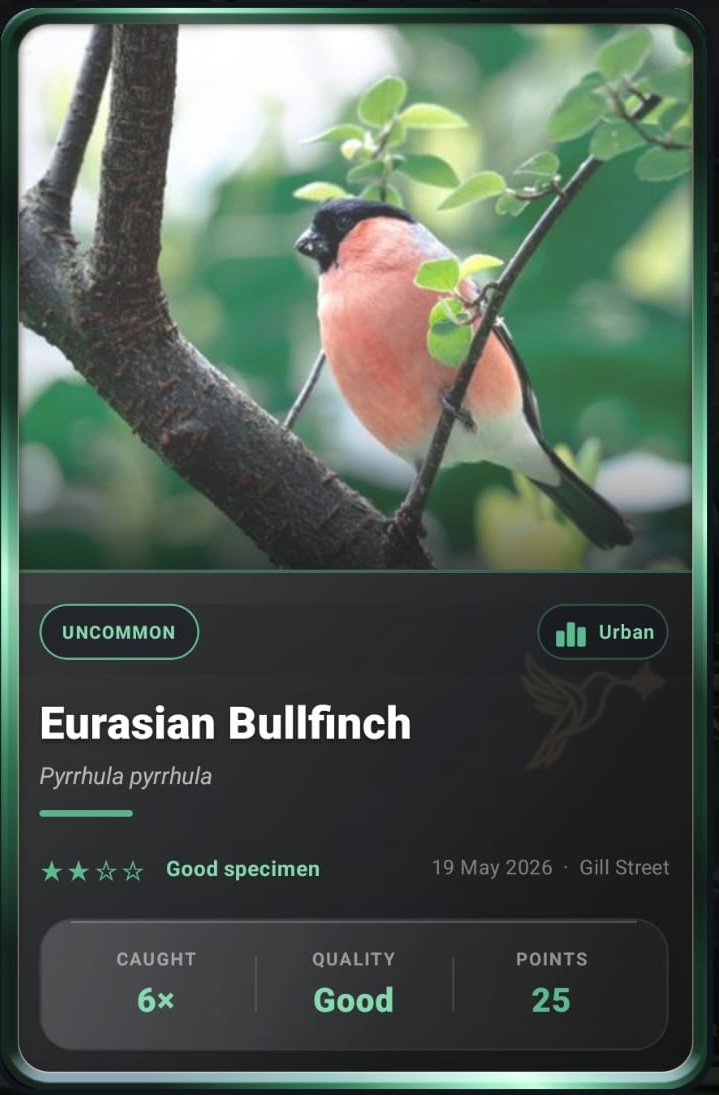 Bullfinch card