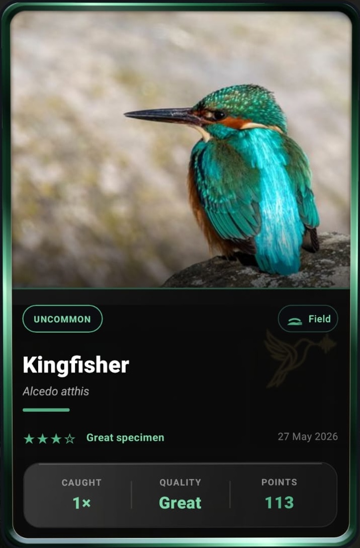 Kingfisher card