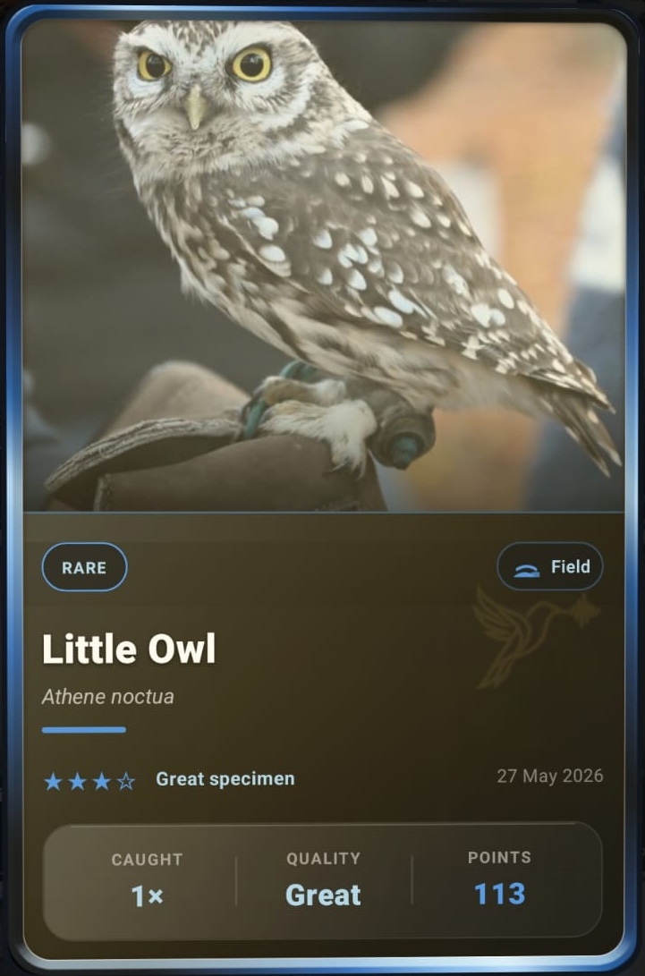 Little Owl card