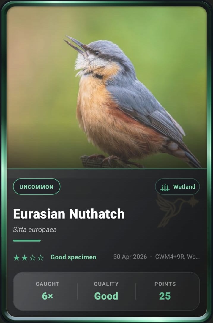 Nuthatch card