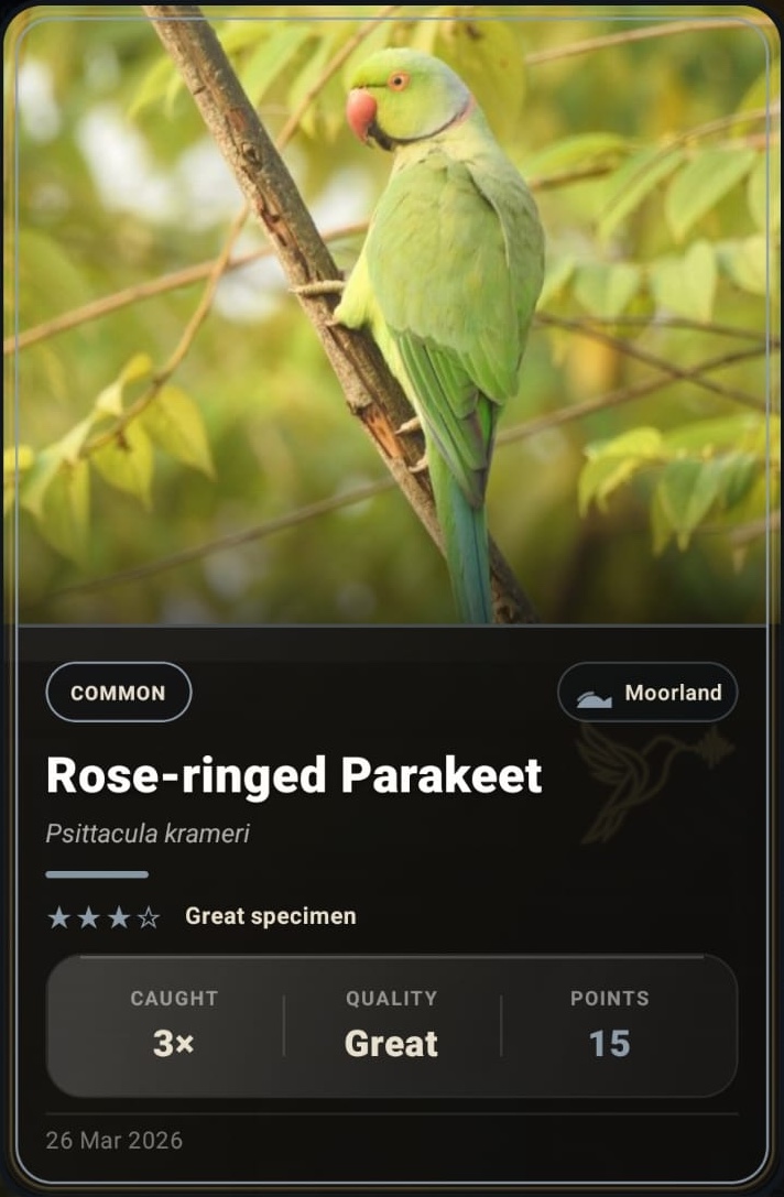 Ring-necked Parakeet card