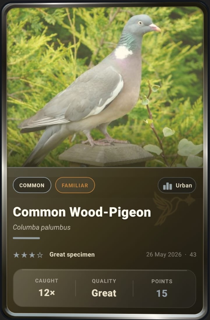 Wood Pigeon card